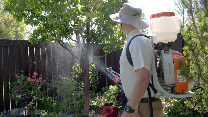 buzz boss worker spraying for pests