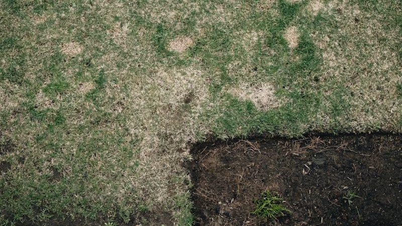 Brown patches on a Calgary lawn during chinch bug season