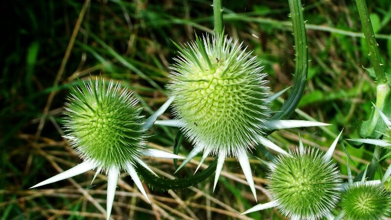 Canada Thistle