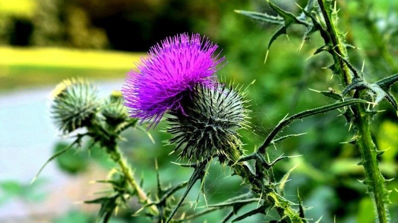 Sharp-leaved Canada thistle with bright purple bloom growing along a garden edge.