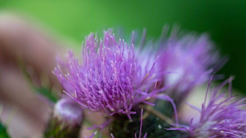 Canada Thistle