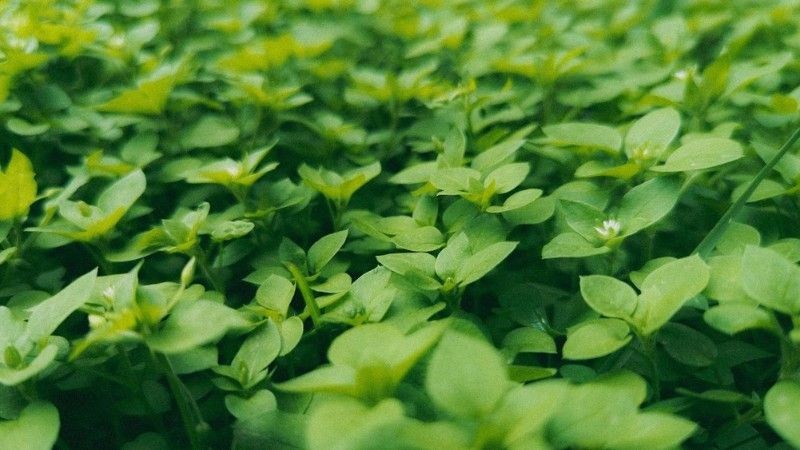 Close-up of dense chickweed growth with small, white star-like flowers among green leaves.