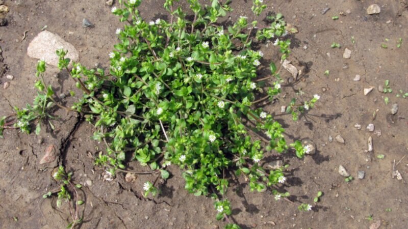 Chickweed