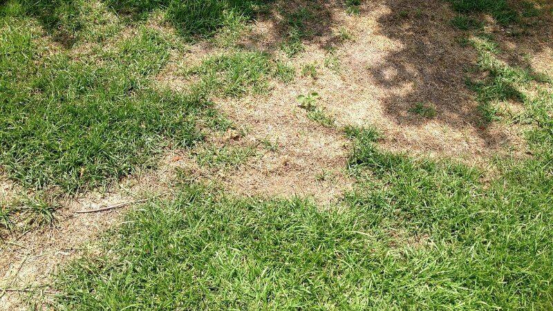 Chinch bug damage looks identical to drought stress