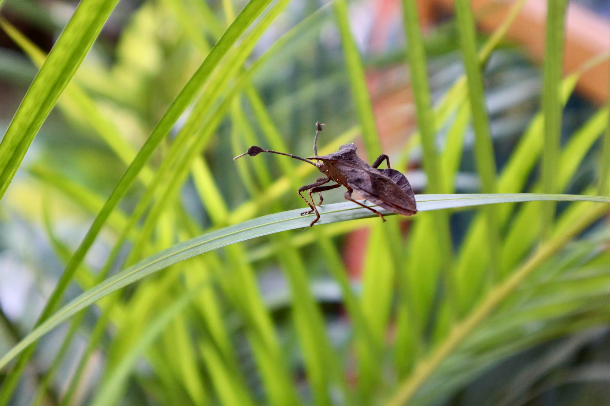 Chinch Bug Damage