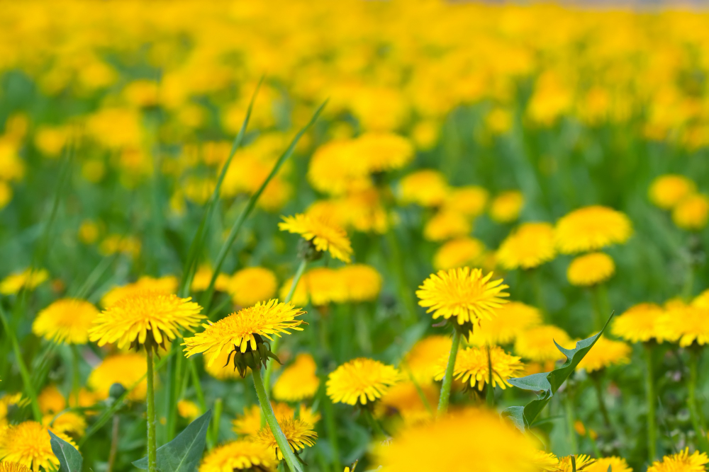 Dandelion - close up view