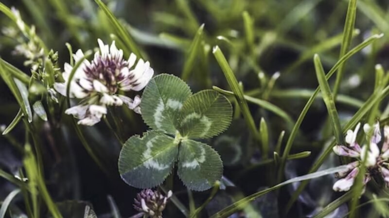 Clover