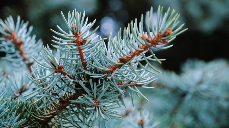 Blue Spruce