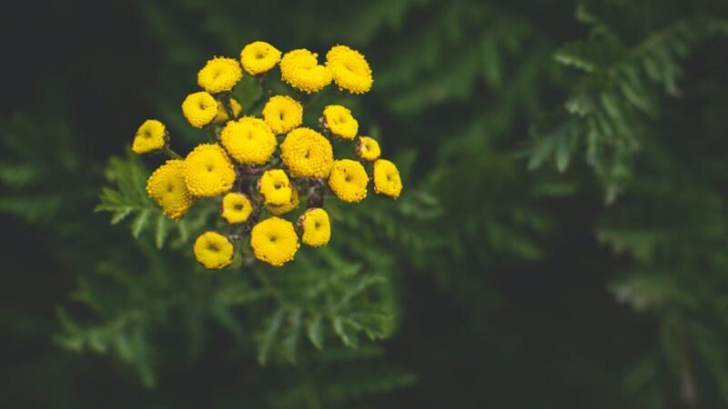 Common Tansy