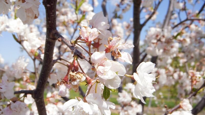 Crabapples