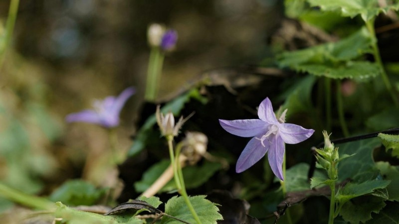 Close-up of creeping bellflower, a purple weed that can spread through lawns