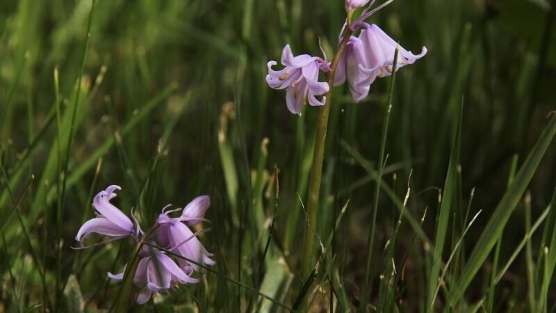 Creeping bellflower, common yard weed in Saskatoon