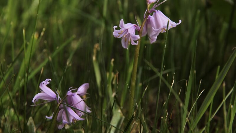 Creeping Bellflower