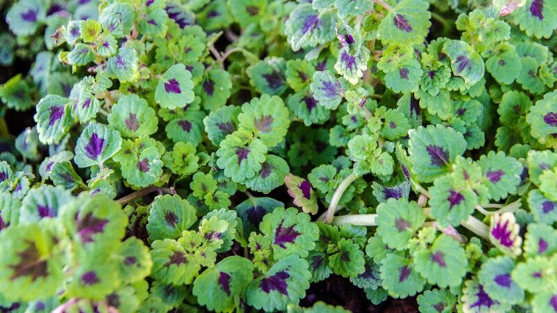 Creeping charley, a common weed found in Saskatoon yards