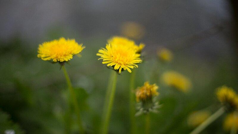 Dandelion