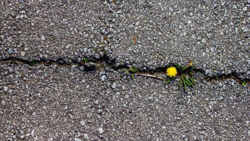 Yellow dandelions growing between paving stones where soil and organic debris have collected.