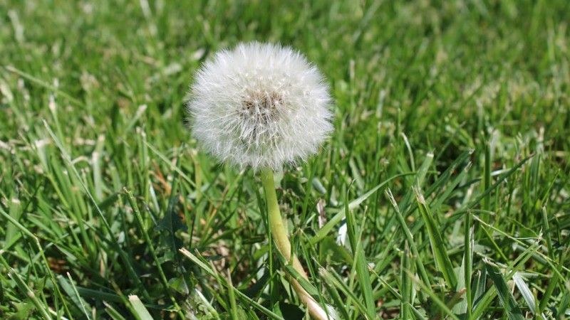 Common Lawn Problems in Red Deer (And How to Fix Them)