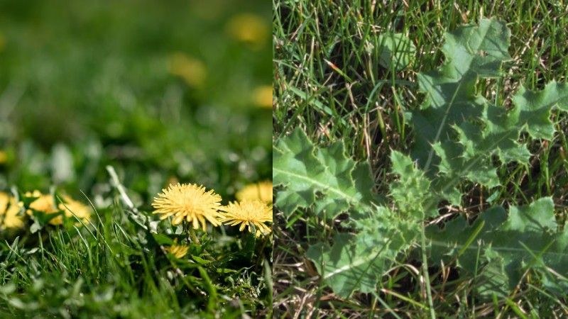 Dandelions and Canada thistle growing in grass, showing two persistent lawn weeds that may survive ineffective treatments.