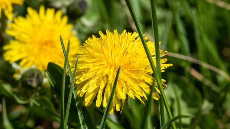 Close-up of bright yellow dandelions blooming among grass blades