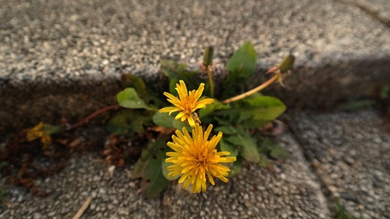 How to Get Rid of Weeds From Your Gravel Driveway