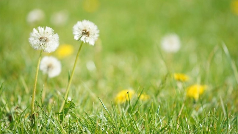 Dandelions growing in a lawn during the spring weed season