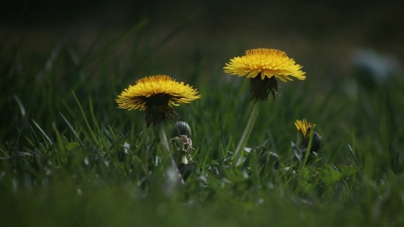 Dandelions growing in a lawn during spring weed season