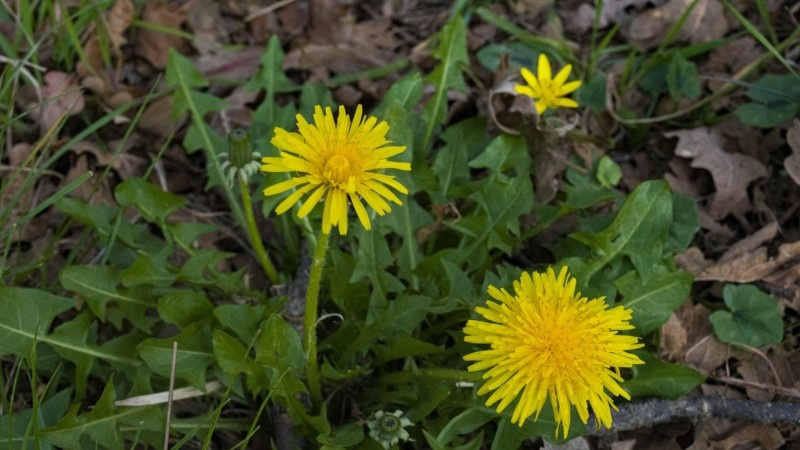 Close-up of bright yellow dandelions growing among green leaves and lawn debris.
