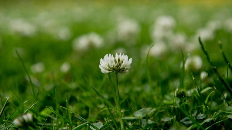 White clover flower blooming in a green lawn, surrounded by soft-focus clover patches.