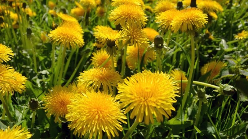 Dandelions