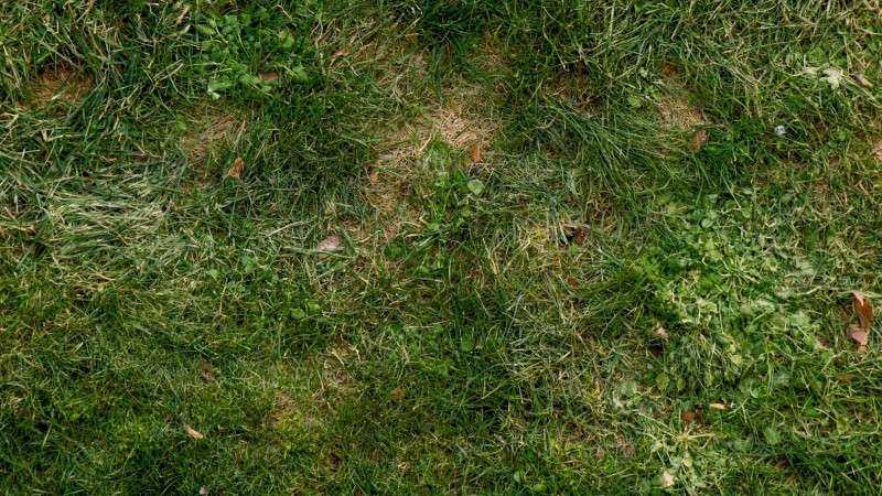 Close-up of a lawn with brown dead spots and thinning turf surrounded by green patches.