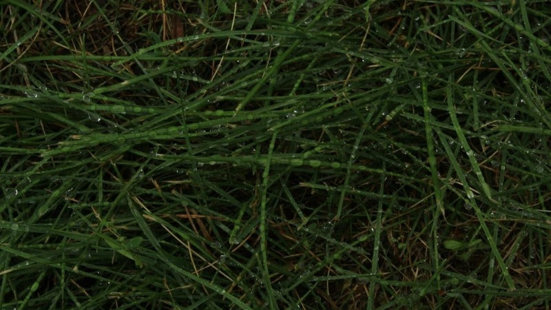 Close-up of fresh morning dew on green grass blades, emphasizing healthy lawn hydration.