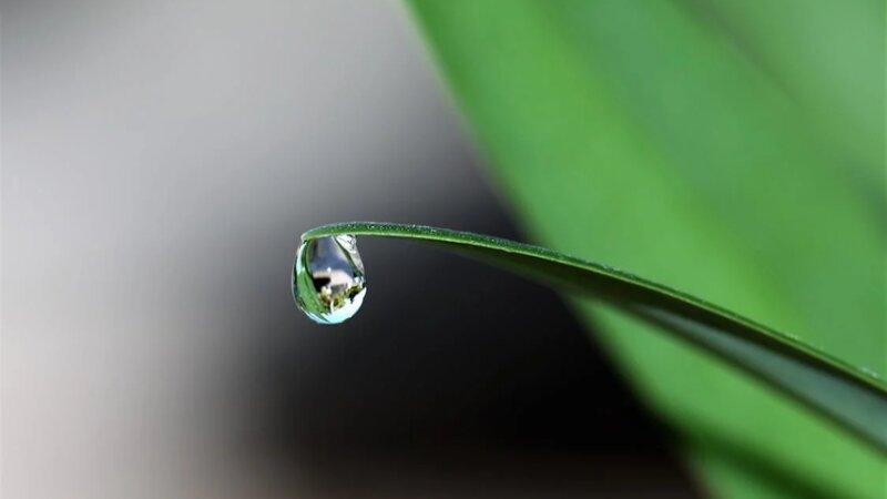 dewdrop on grass