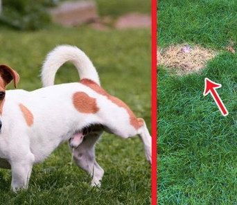 Dog Spots: How to fix & prevent?