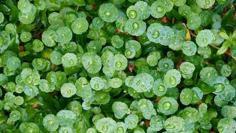 Cluster of round dollarweed leaves with water droplets, growing in moist lawn conditions.