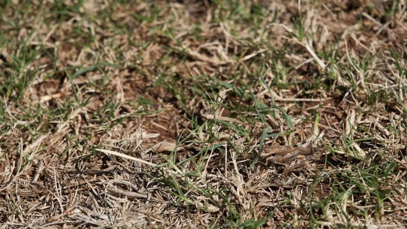 Dry, straw-coloured grass with sparse green growth during hot and drought-stressed summer conditions.