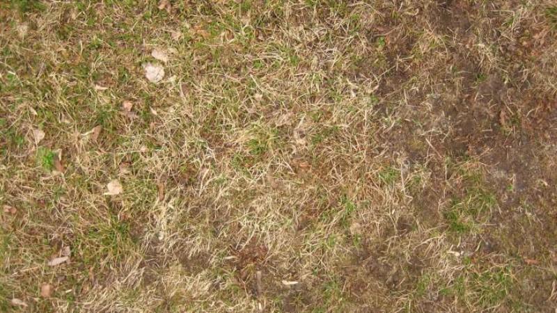 How to Tell If Your Edmonton Lawn Damage Is Bugs, Disease, or Drought