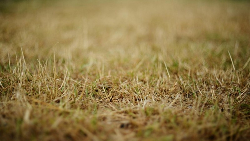 Dry, brown grass in a weak lawn with visible stress and thinning