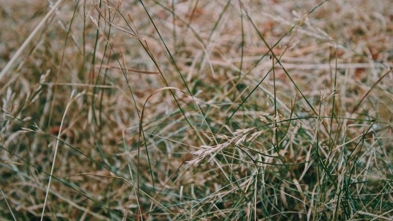 Close-up of dry brown grass patches that may be caused by drought stress or lawn damage
