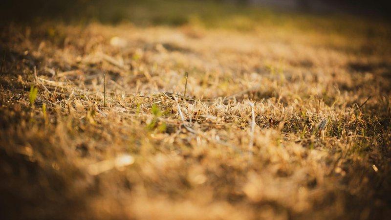 Dry, straw-coloured grass during hot summer weather