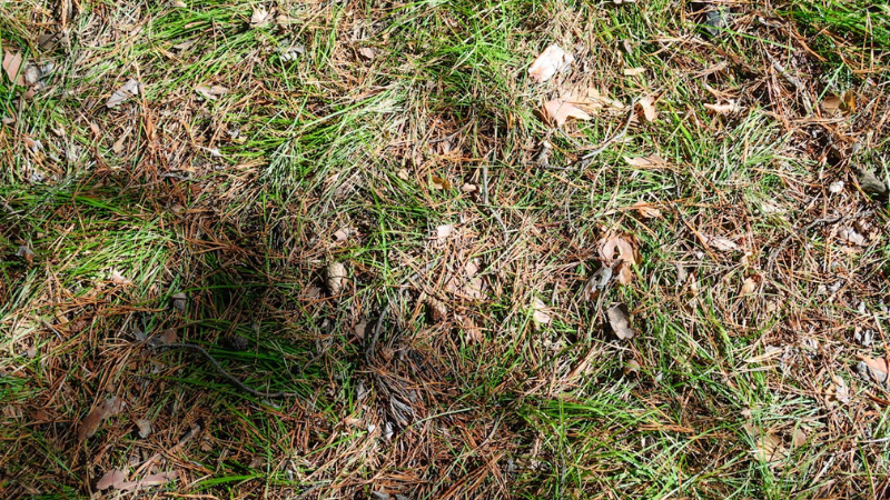 Dry, thinning grass showing lawn stress from Calgary’s dry climate