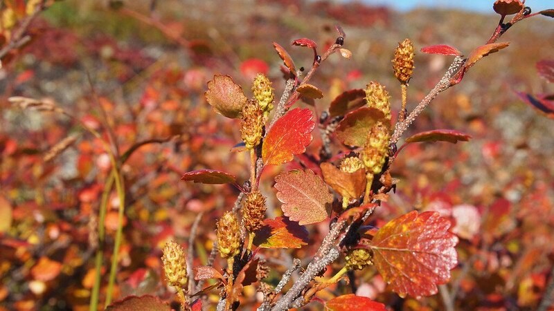 Dwarf Birch