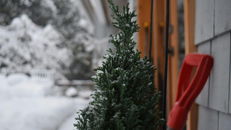 Snow-covered evergreen shrub next to a red-handled shovel, highlighting early winter yard prep before heavy snowfall.