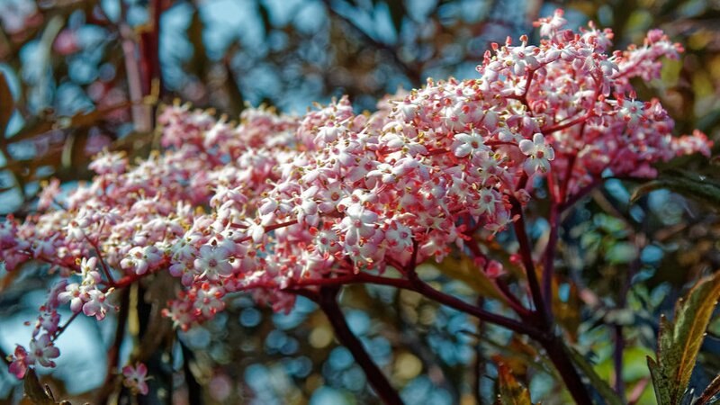 Elderberry Shrub