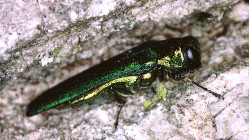 Emerald Ash Borer Pest