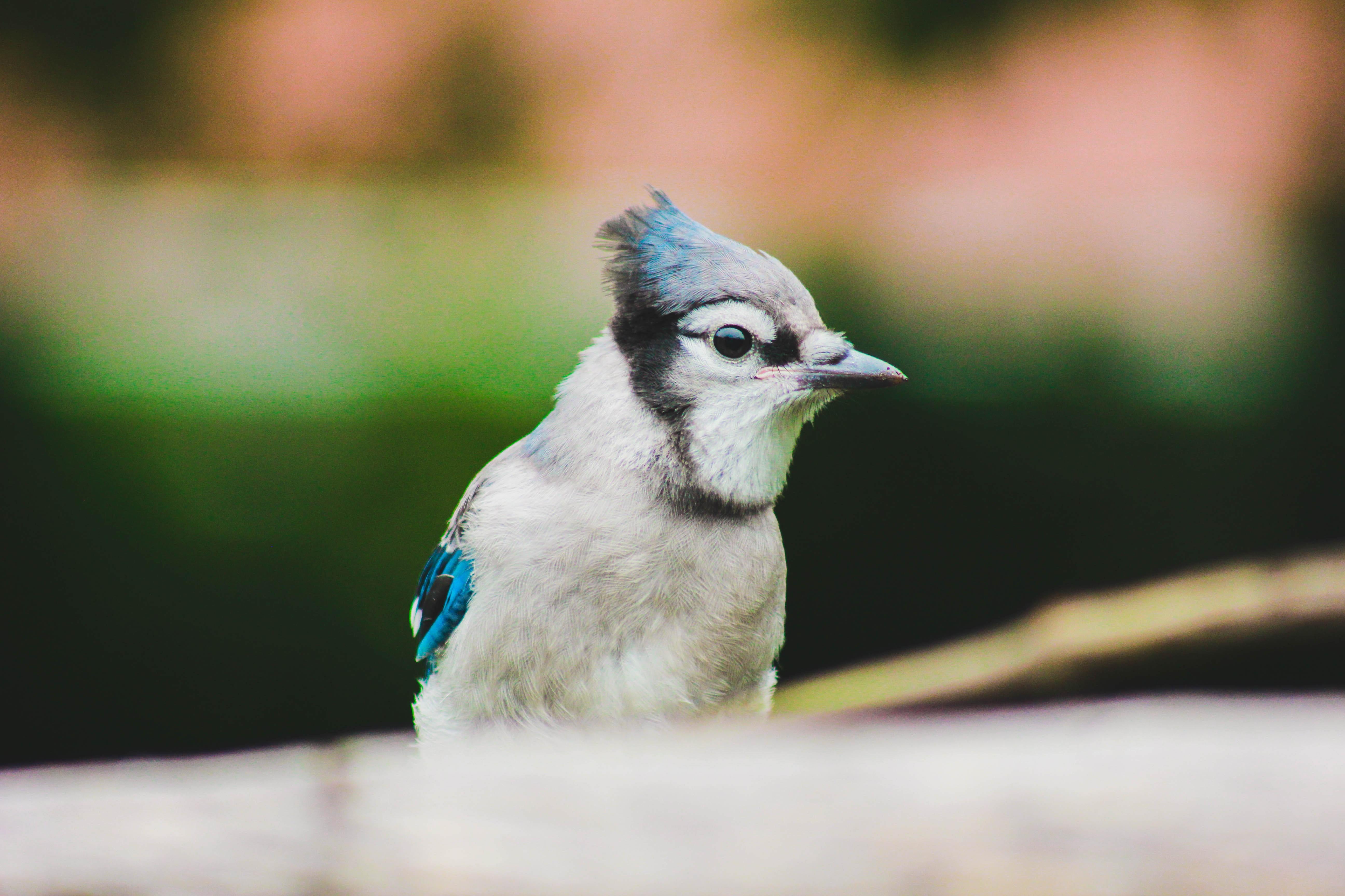 Blue Jay In Yard