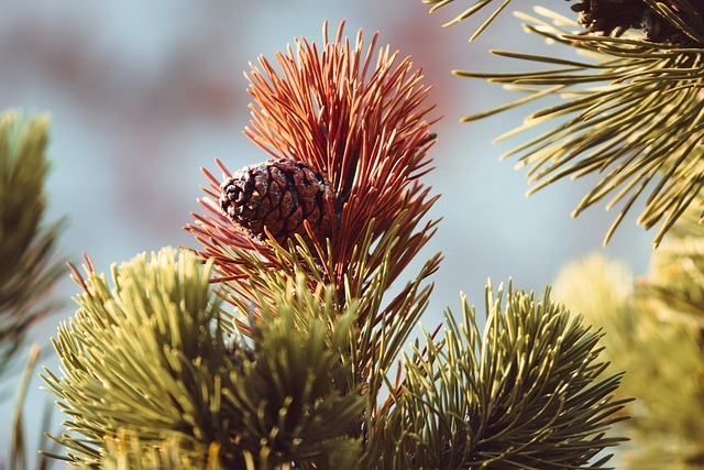 Evergreen tree browning with pine cone on it