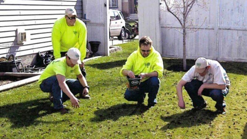 Lawn care crew inspecting an aerated residential lawn