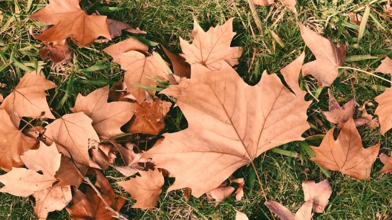 Dry autumn leaves scattered across green grass, symbolizing fall lawn care and preparation before winter fertilization.