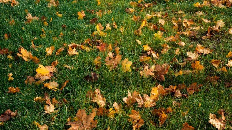 Autumn leaves scattered across green grass