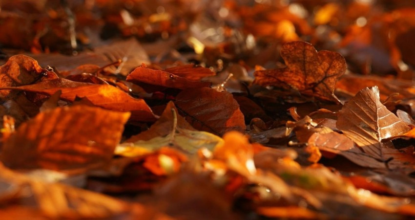 Close-up of fallen autumn leaves covering the ground, showing natural leaf buildup that can remain under early winter snow.